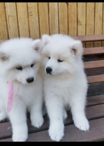ڞasn� Samoyed �t��ata p�ipraveny.