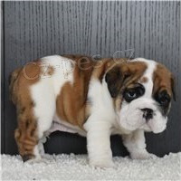 Kr�sn� �t��ata anglick�ho buldo�ka p�ipravena.