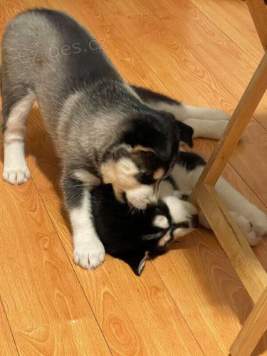 K dispozici jsou �ist� sibi�sk� husky �t��ata.