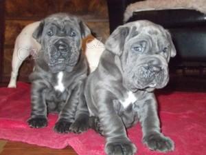 Neapolsk� mastif �t��ata p�ipraveny.