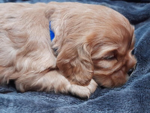 King Charles kaval�r �pan�l �t��ata.