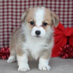 N�dhern� �t���tka Corgi Pembroke k dispozici.