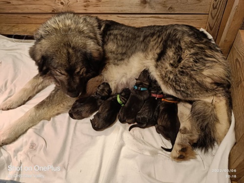 �arplaninsk� pasteveck� pes s PP