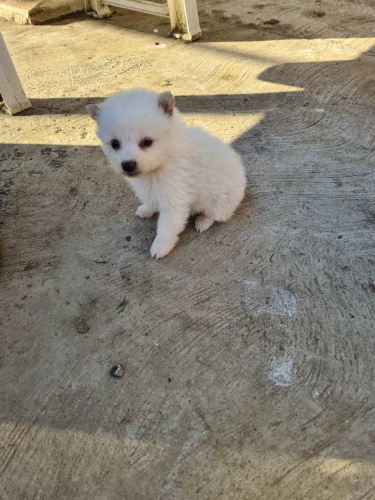 N�meck� �pic �t��ata