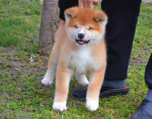 Akita Inu �t��ata