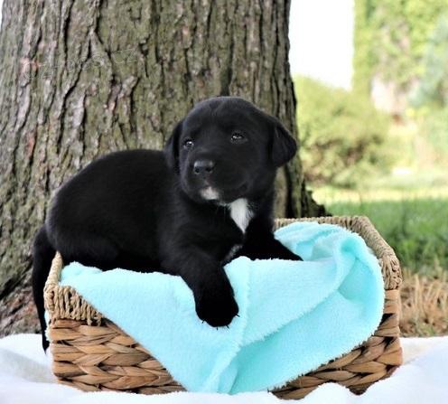 Roztomil� a �ist� labradorsk� �t��ata.