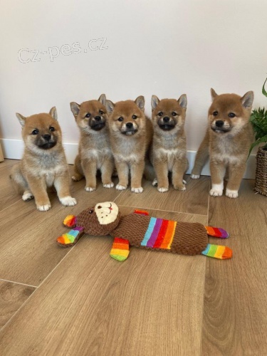 Hrav� �t���tka Shiba Inu p�ipravena.