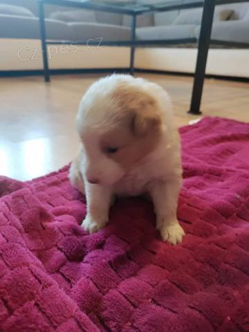 Border kolie �t���tka