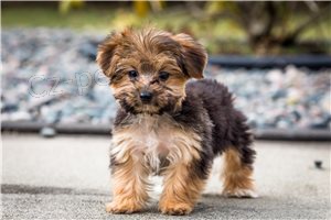 Vz�cn� �t��ata Yorkshirsk�ho teri�ra.