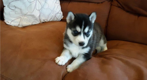 Miluj�c� �t��ata sibi�sk�ho husky.