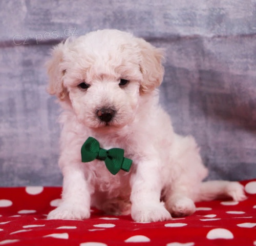 Zdrav� �t��ata Bichon Poo k adopci   