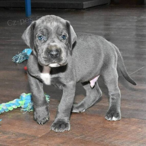 Zdrav� a kr�sn� �t��ata n�meck� dogy k adopci