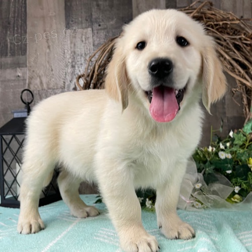 �t��ata zlat�ho retr�vra k adopci.