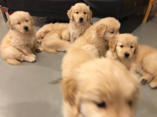 �t��ata zlat�ho retr�vra k adopci.