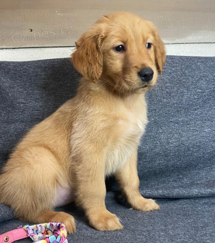 �t��ata zlat�ho retr�vra k adopci.