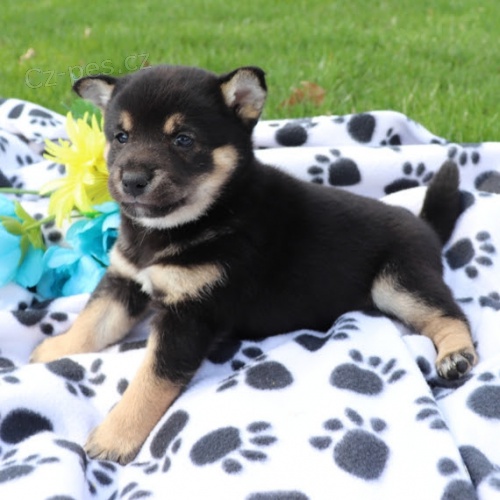 �t��ata Shiba inu k adopci.