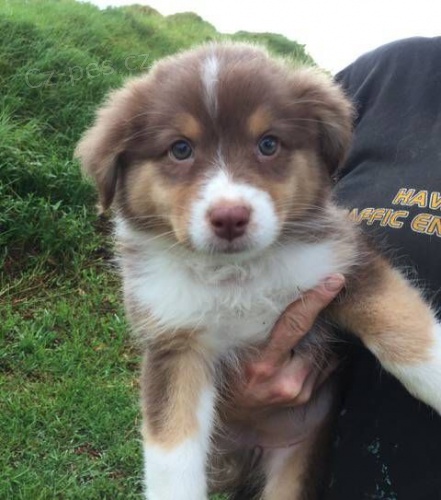 Rozko�n� �t���tka australsk�ho ov��ka K Adopci