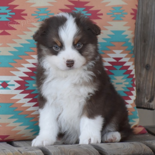 Rozko�n� �t���tka australsk�ho ov��ka k adopci