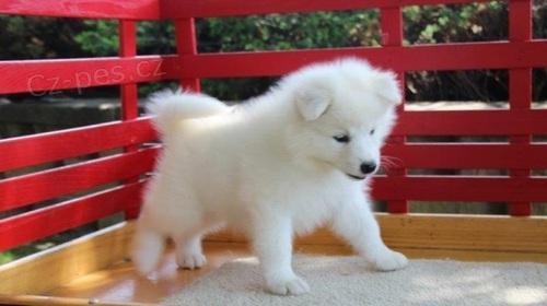 N�dhern� Samoyed �t��ata p�ipravena.