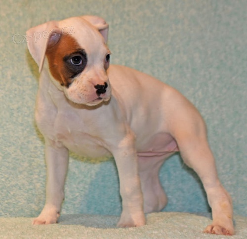 Prod�m kr�sn� �t��ata n�meck�ho boxera