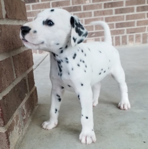 o�kovan� �t��ata dalmatin� k adopci