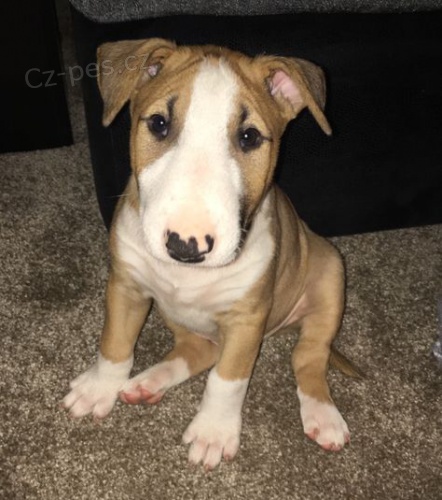 O�KOVAN� �t��ata anglick�ho bulteri�ra k ADOPCI