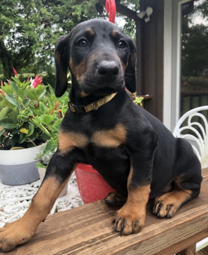 Dobrman pin� �t��ata k adopci