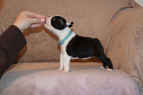 Bostonsk� teri�r �t��ata