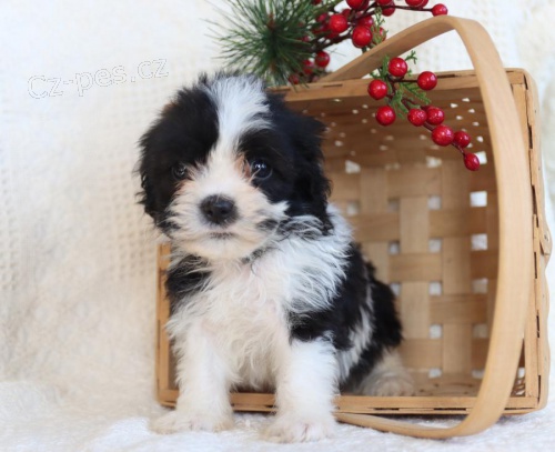 Shih Tzu �t��ata p�ipravena.