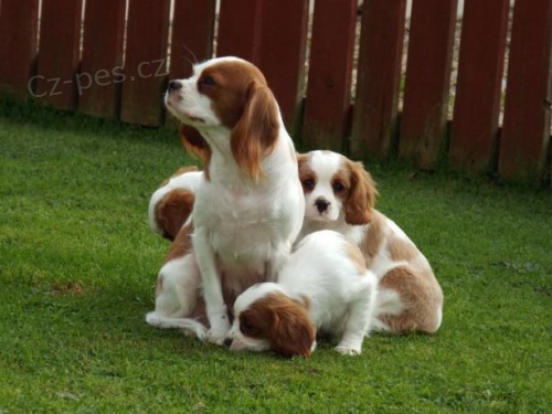 Cavalier King Charles �t��ata p�ipravena.
