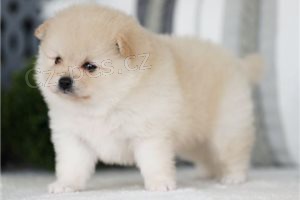 Kr�sn� pomeransk� �t���tka.