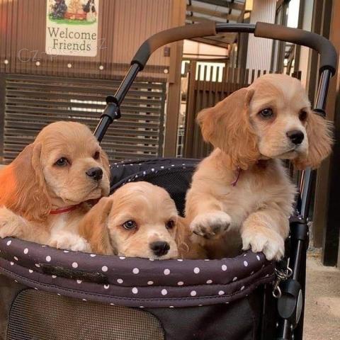 Kokr�pan�l� �t��ata p�ipravena.