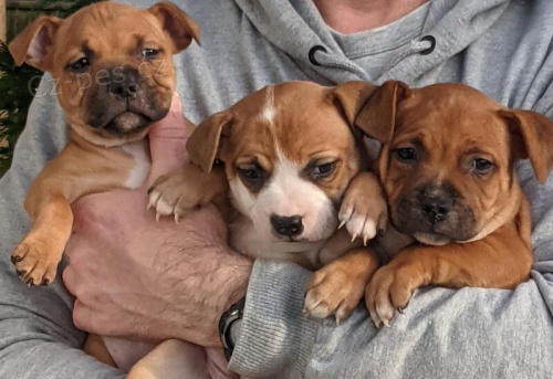 �t��ata staford��rsk�ho b���ho teri�ra.