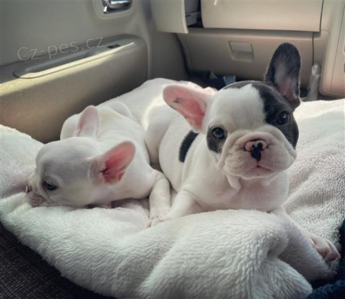 Ohromuj�c� �t��ata francouzsk�ho buldo�ka.