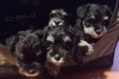 �t��ata Kn�ra� k dispozici