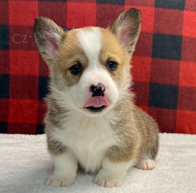 �t��ata Welsh Corgi Pembroke k dispozici