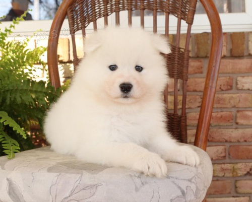 �t��ata Samojed k dispozici