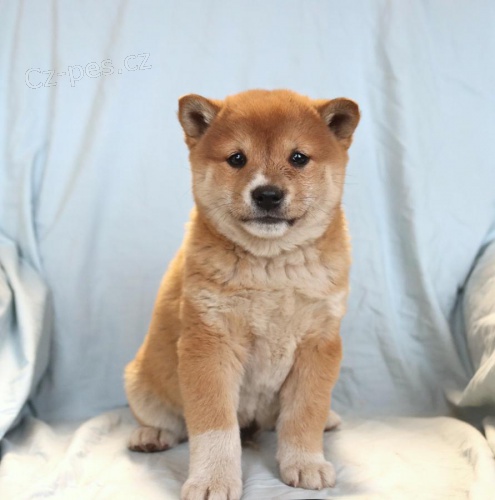 �t��ata Shiba Inu k dispozici