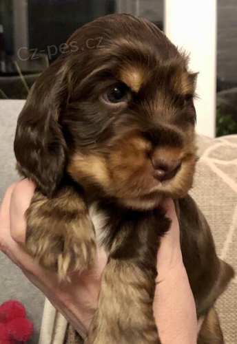 �t��ata kokr�pan�la k dispozici.