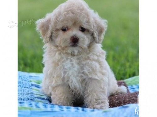 Kr�sn� hra�ka Pudl �t��ata.