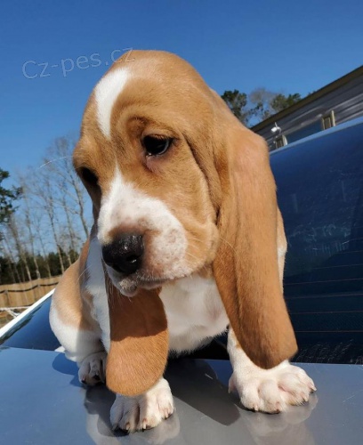 Roztomil� �t��ata Basset Hound.