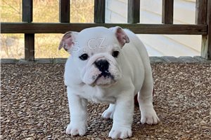 �t��ata anglick�ho buldoka k adopci.