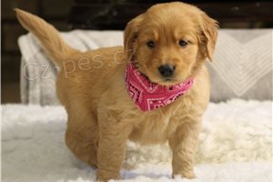 �t��ata zlat�ho retr�vra k dispozici.