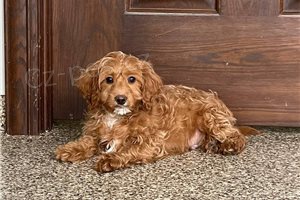 Kr�sn� �t���tka F1 Cavapoo p�ipravena.