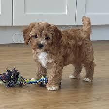 Ohromuj�c� �t��ata Maltipoo p�ipravena.