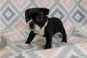 �t��ata Boston teri�ra p�ipravena.