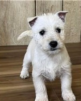 �t��ata West Highland White Terrier.