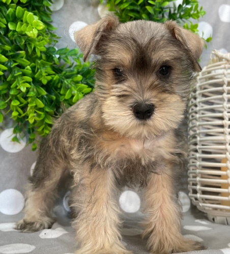 �t��ata mal�ho kn�ra�e k adopci.