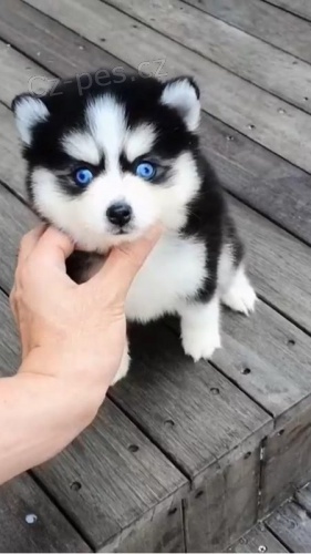 Kr�sn� �t��ata Pomskies na prodej (k��enec sibi�sk� a pomeranian)