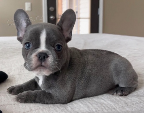 Prod�m �t��ata francouzsk�ho buldo�ka.